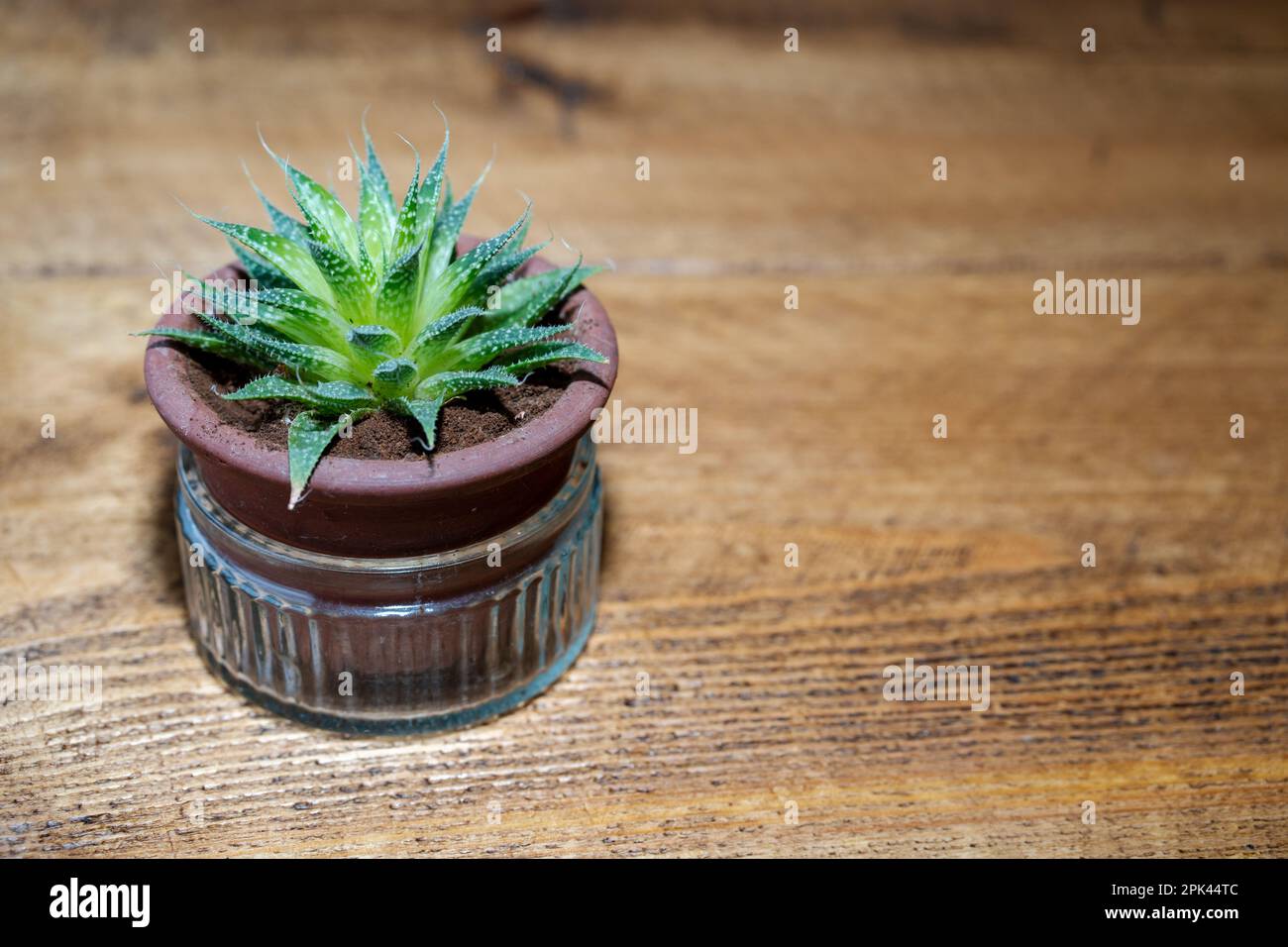 Lacy aloe, Aristaloe aristata, indoors in a pot on a wooden table. Stock Photo