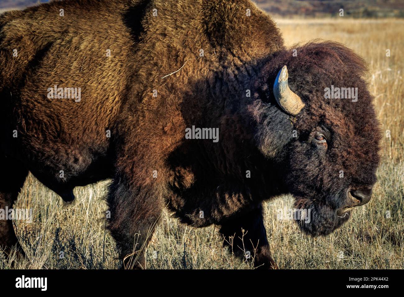 Buffalo, American Bison (bison bison) in Oklahoma's Wichita Mountains