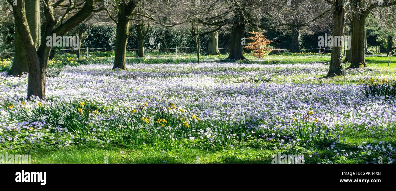 A .woodland field of blue anemones in Farmleigh, Dublin, Ireland. Stock Photo