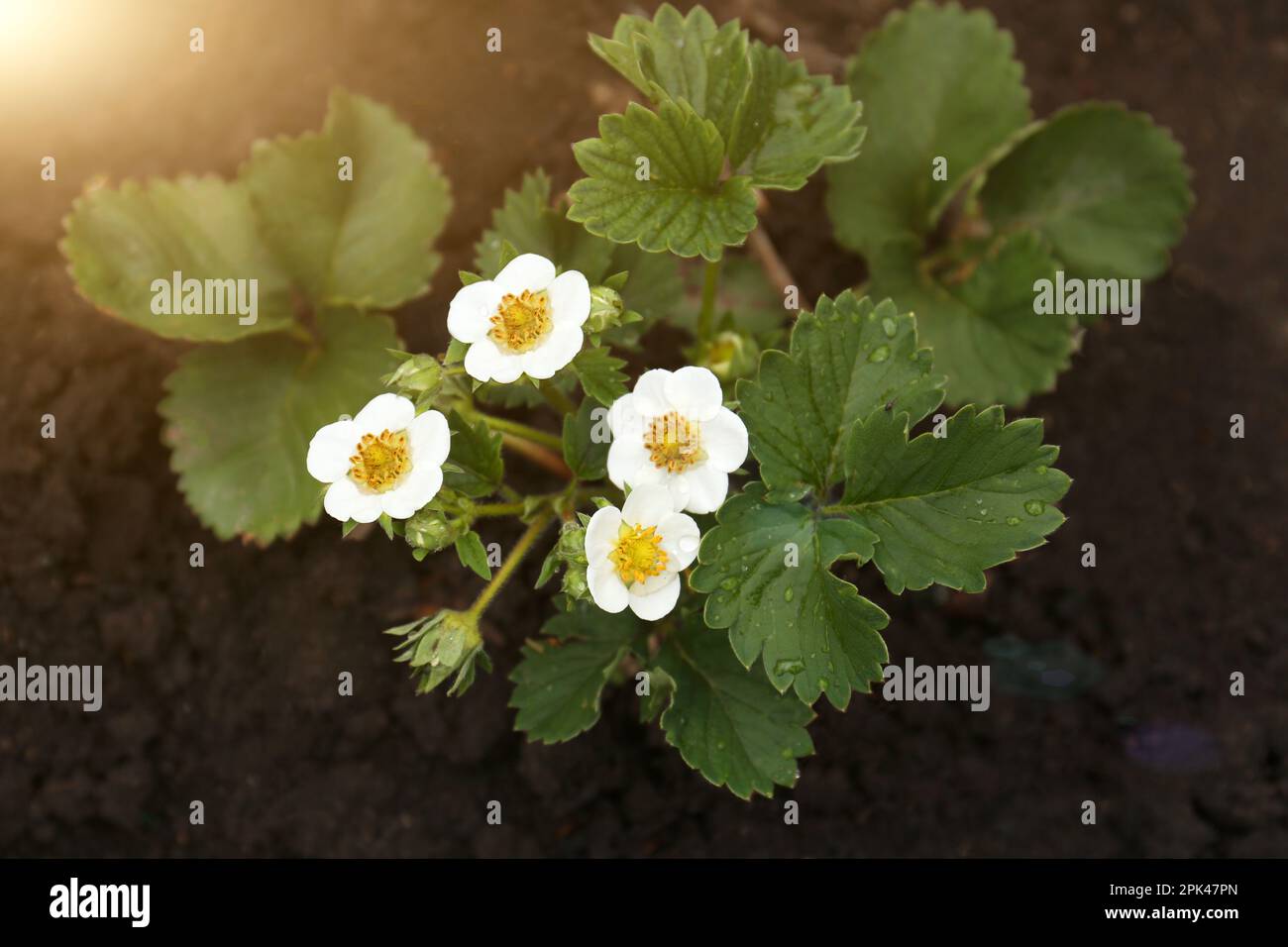 Beautiful blooming strawberry plants with water drops growing in soil, top view Stock Photo