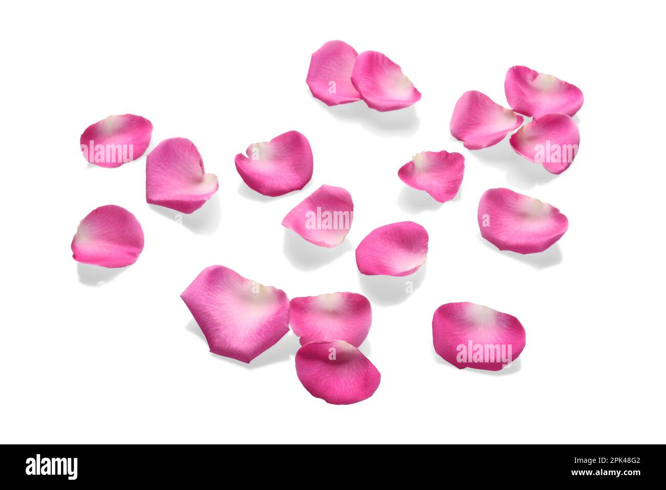 Many pink rose petals on white background Stock Photo - Alamy