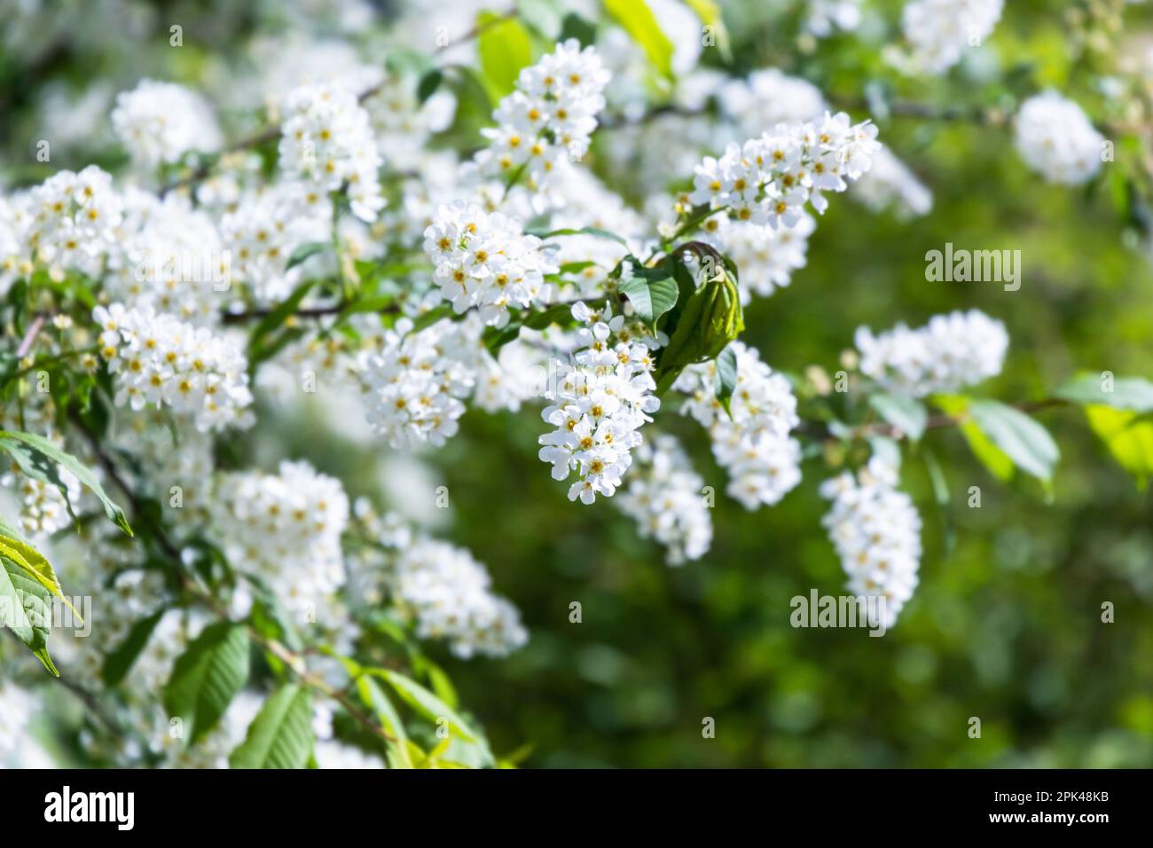 Bird cherry in bloom, spring nature background. White flowers on green ...