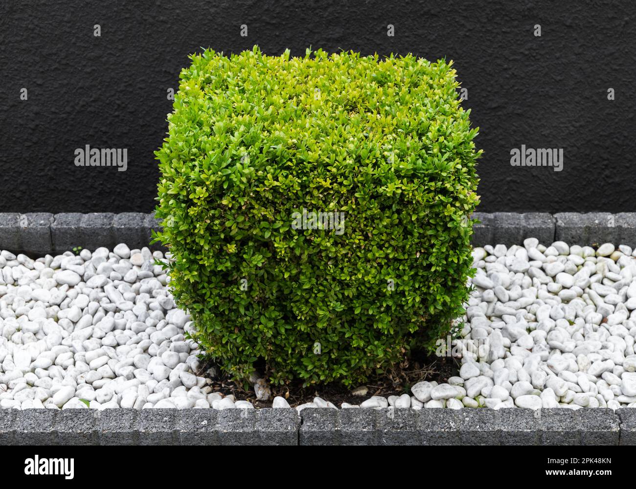 Buxus sinica bush trimmed in shape of cube grows in a garden on white stones in front of black wall Stock Photo