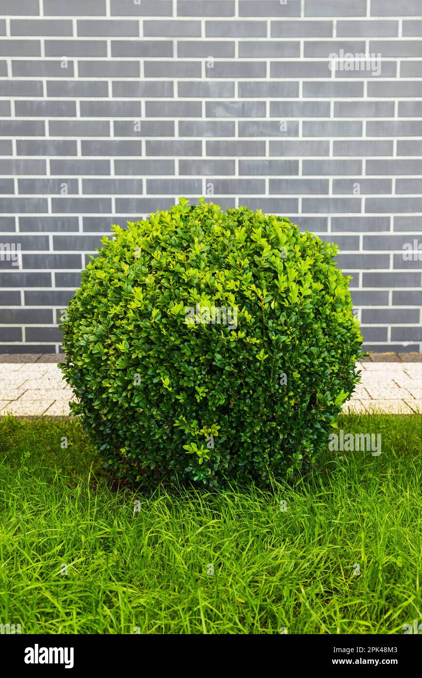 Buxus sinica bush trimmed in shape of sphere grows in a garden on green grass in front of gray brick wall, vertical photo Stock Photo