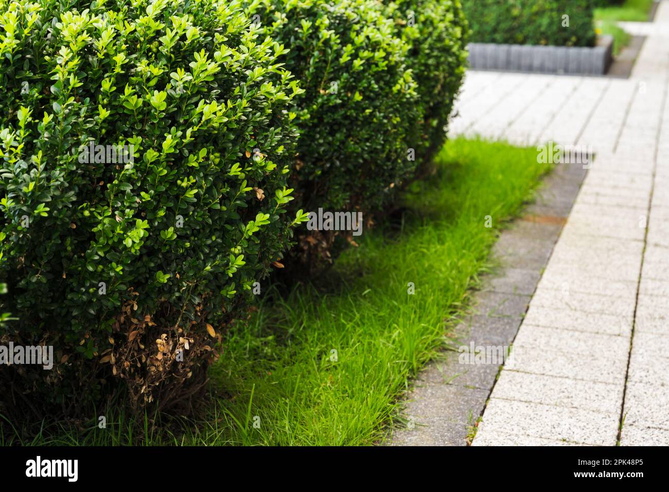 Buxus sinica bushes grow in a garden on green grass near paved park lane Stock Photo