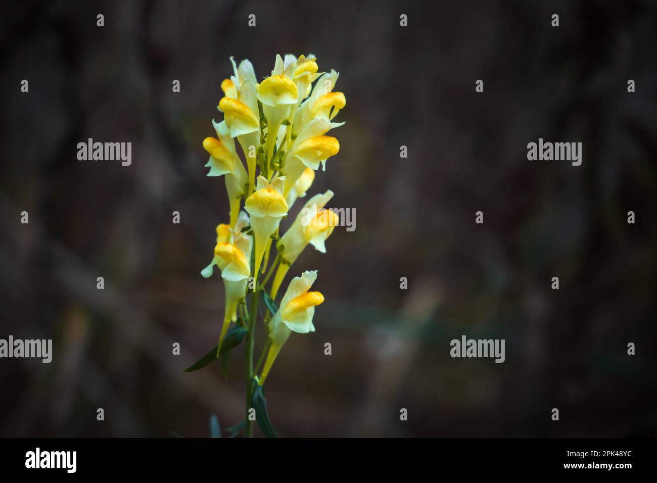 Yellow snapdragon flower on natural blurred dark background Stock Photo