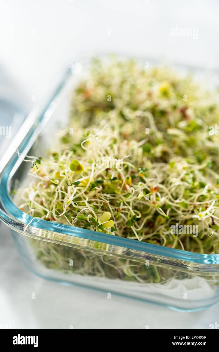 Growing sprouts in a jar Stock Photo Alamy