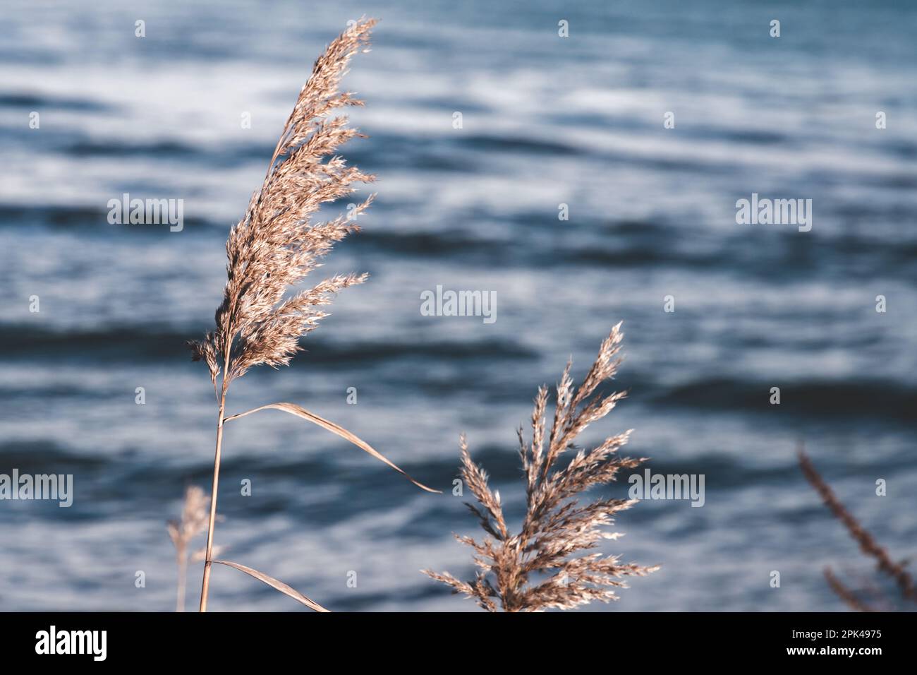 Dry coastal reed on blurred blue water background, natural photo with selective focus Stock Photo