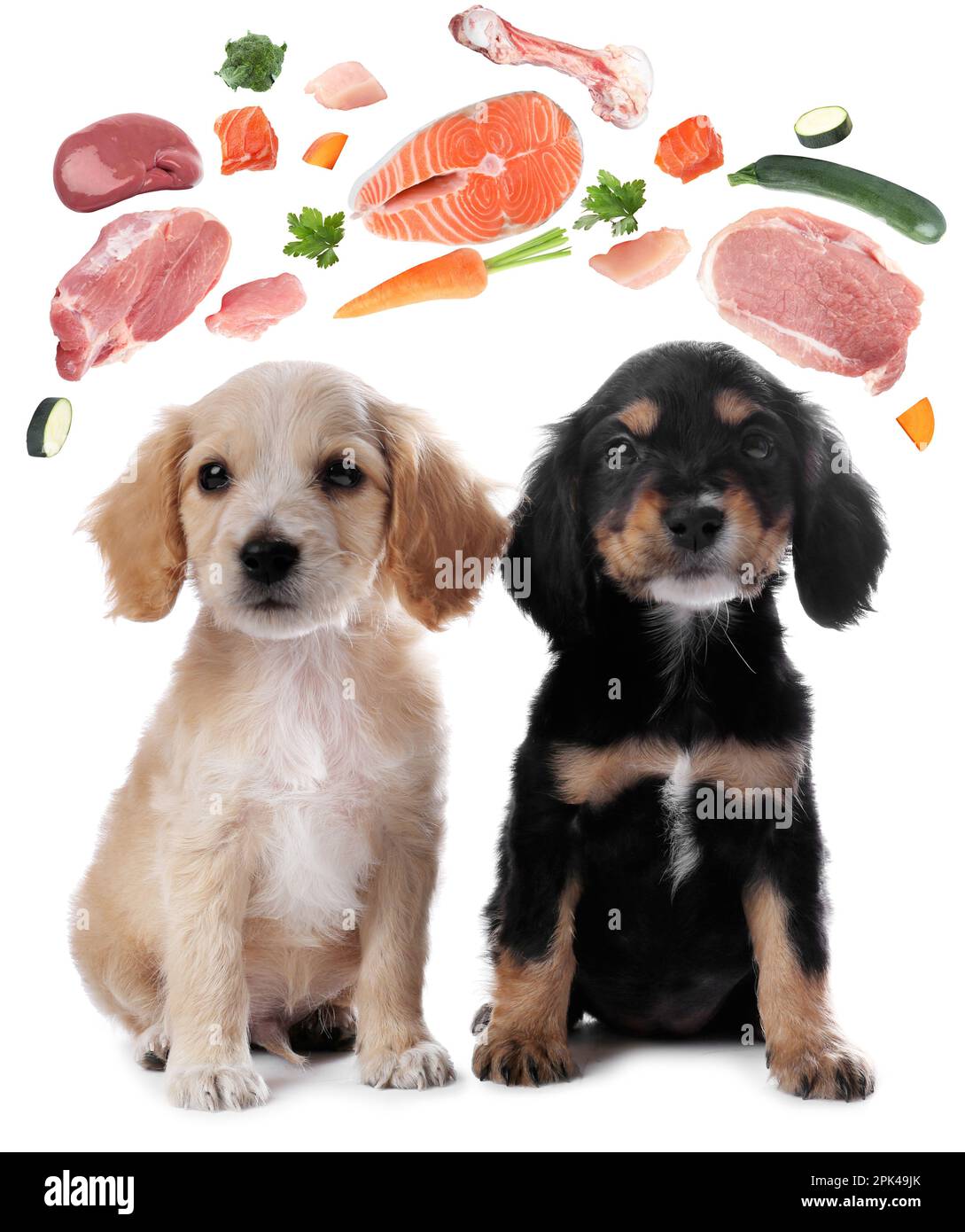 Cute dogs surrounded by fresh products rich in vitamins on white background. Healthy diet for pet Stock Photo