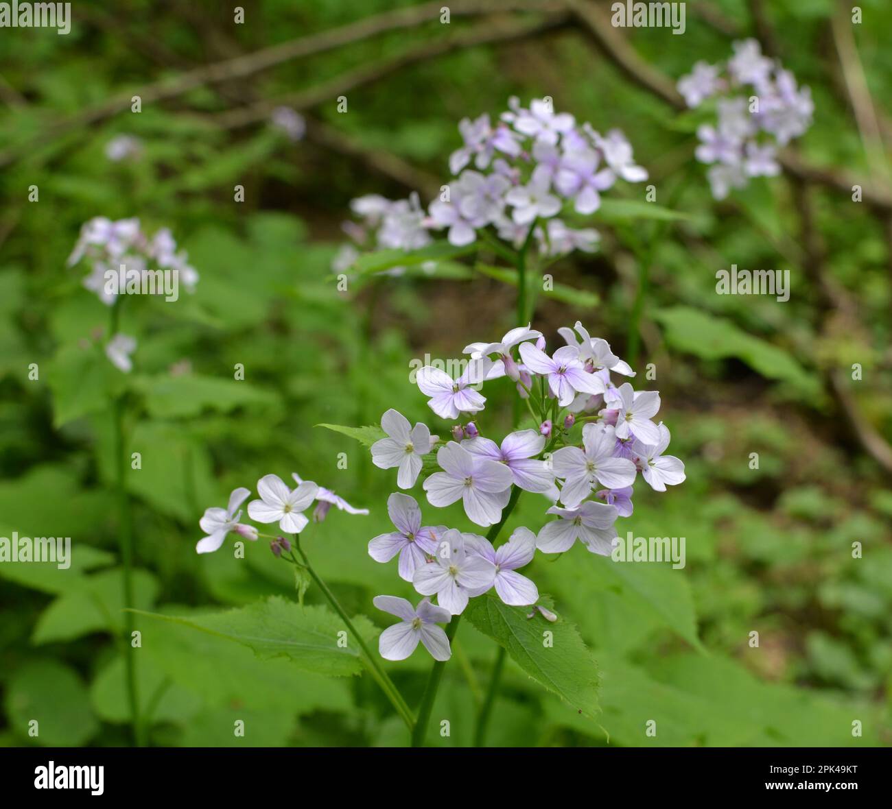 Rediva In spring, Lunaria rediviva blooms in the wild in the forest Stock ...