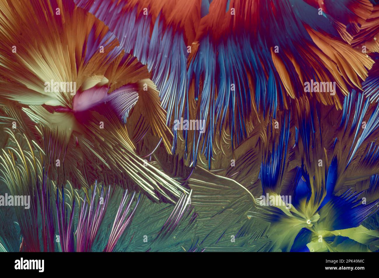 A mixture of beta alanine and Lglutamine amino acids in cross