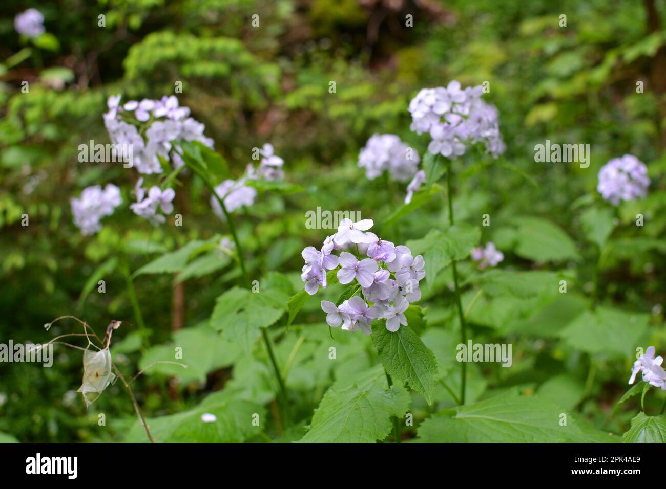 Rediva Lunaria rediviva in bloom hi-res stock photography and images - Alamy