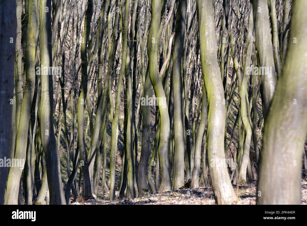 Hornbeam trees solid wood grow in the forest Stock Photo Alamy
