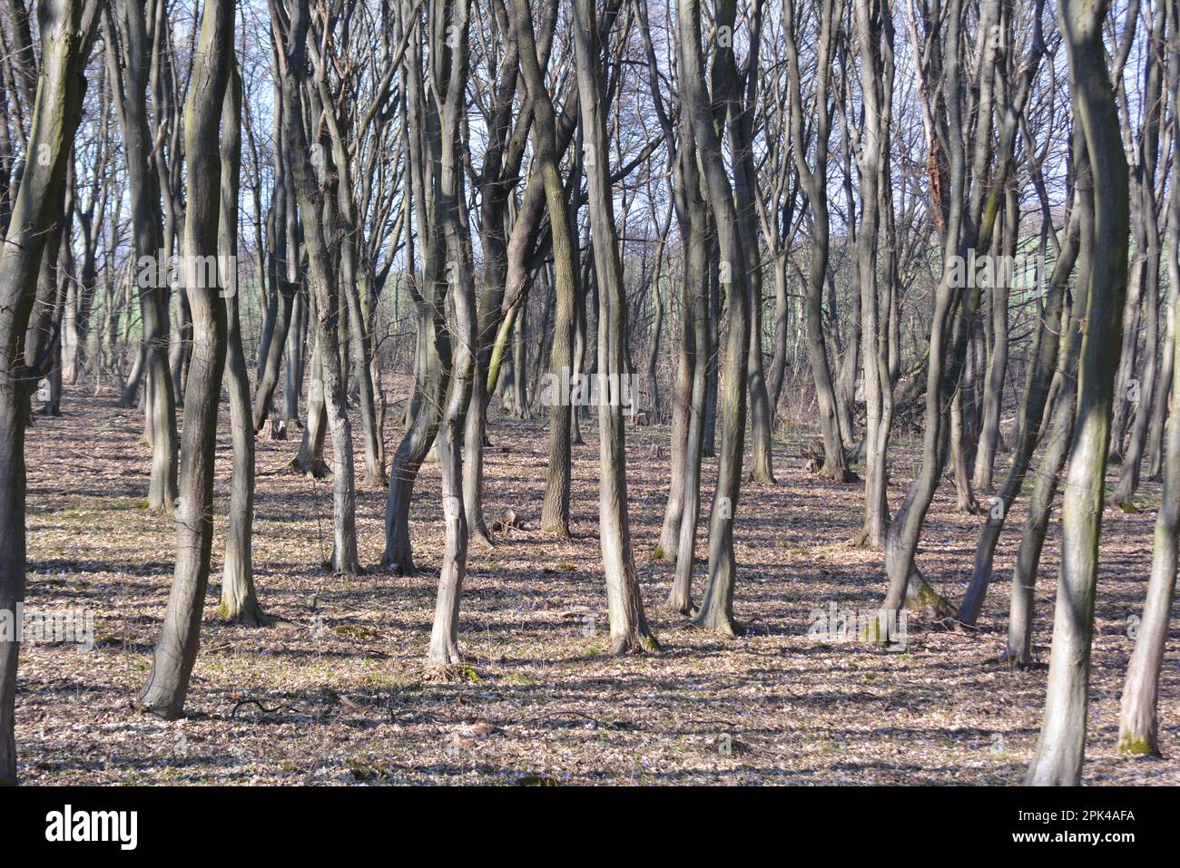 Hornbeam trees solid wood grow in the forest Stock Photo Alamy