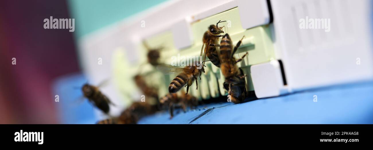 Honey bees swarm and fly around hive Stock Photo - Alamy