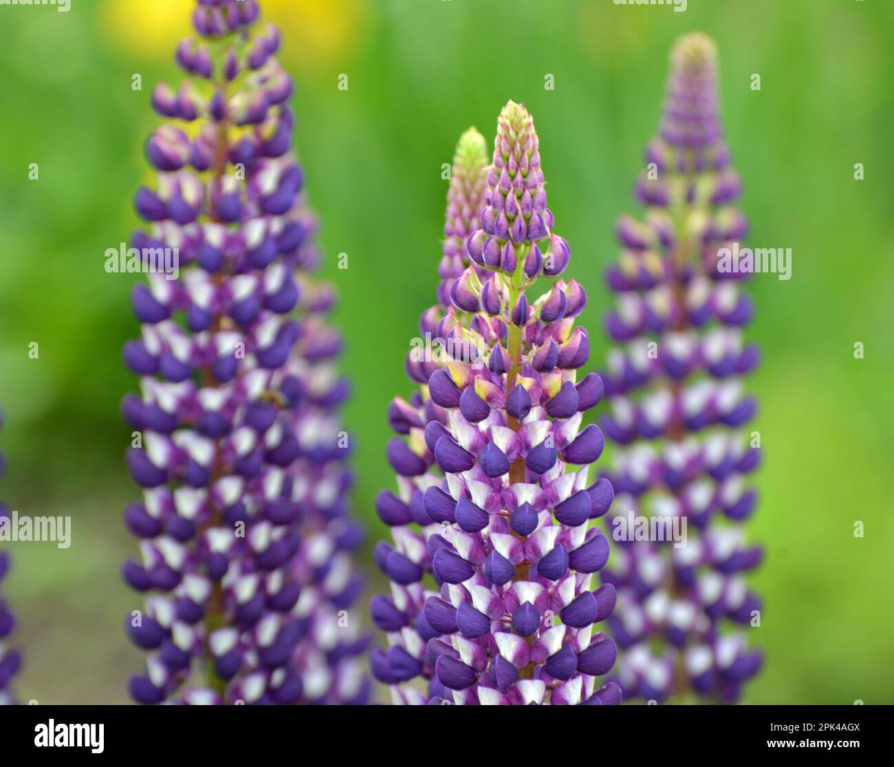 In the spring in the garden blooms lupine Stock Photo