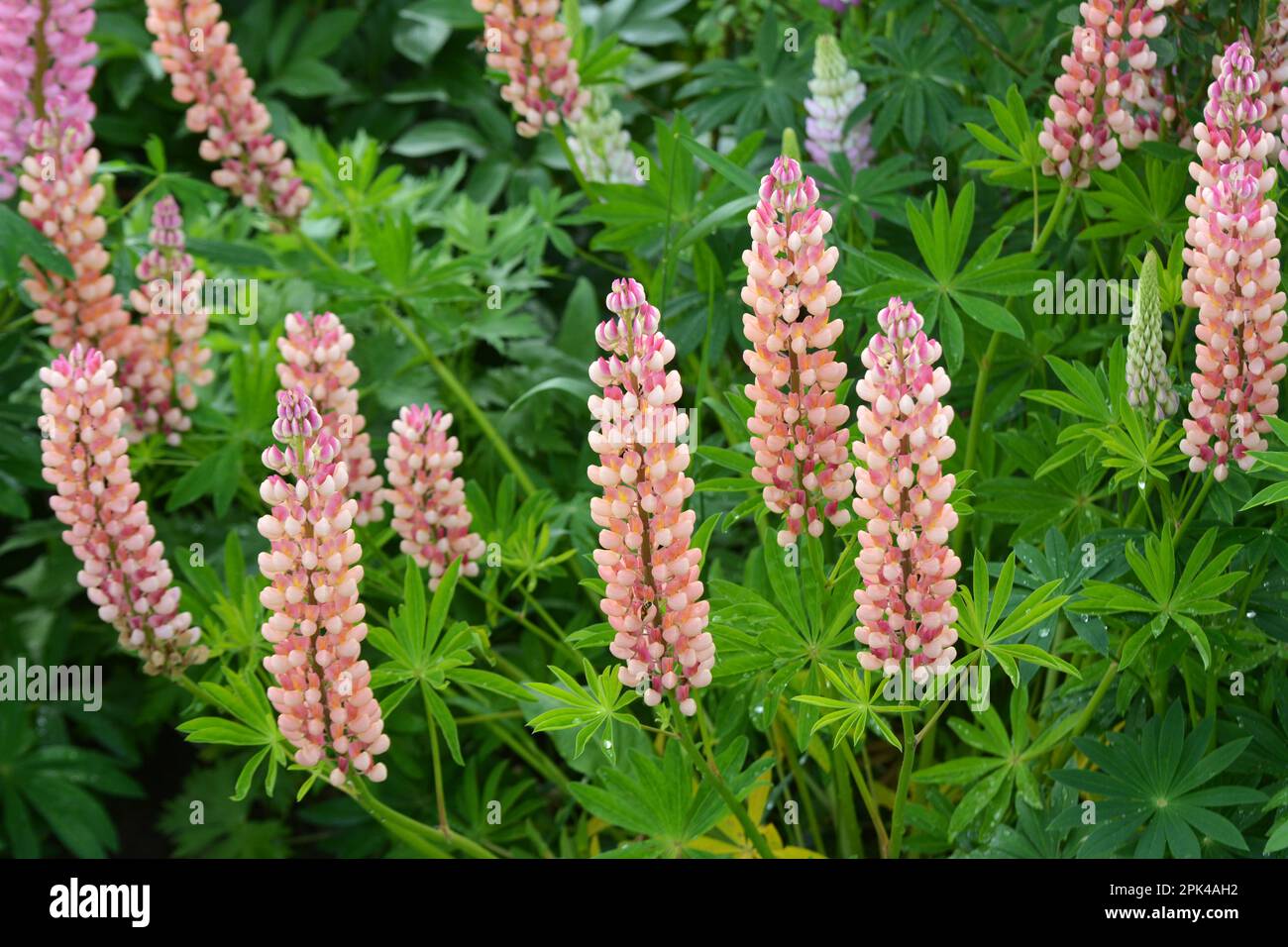 In the spring in the garden blooms lupine Stock Photo