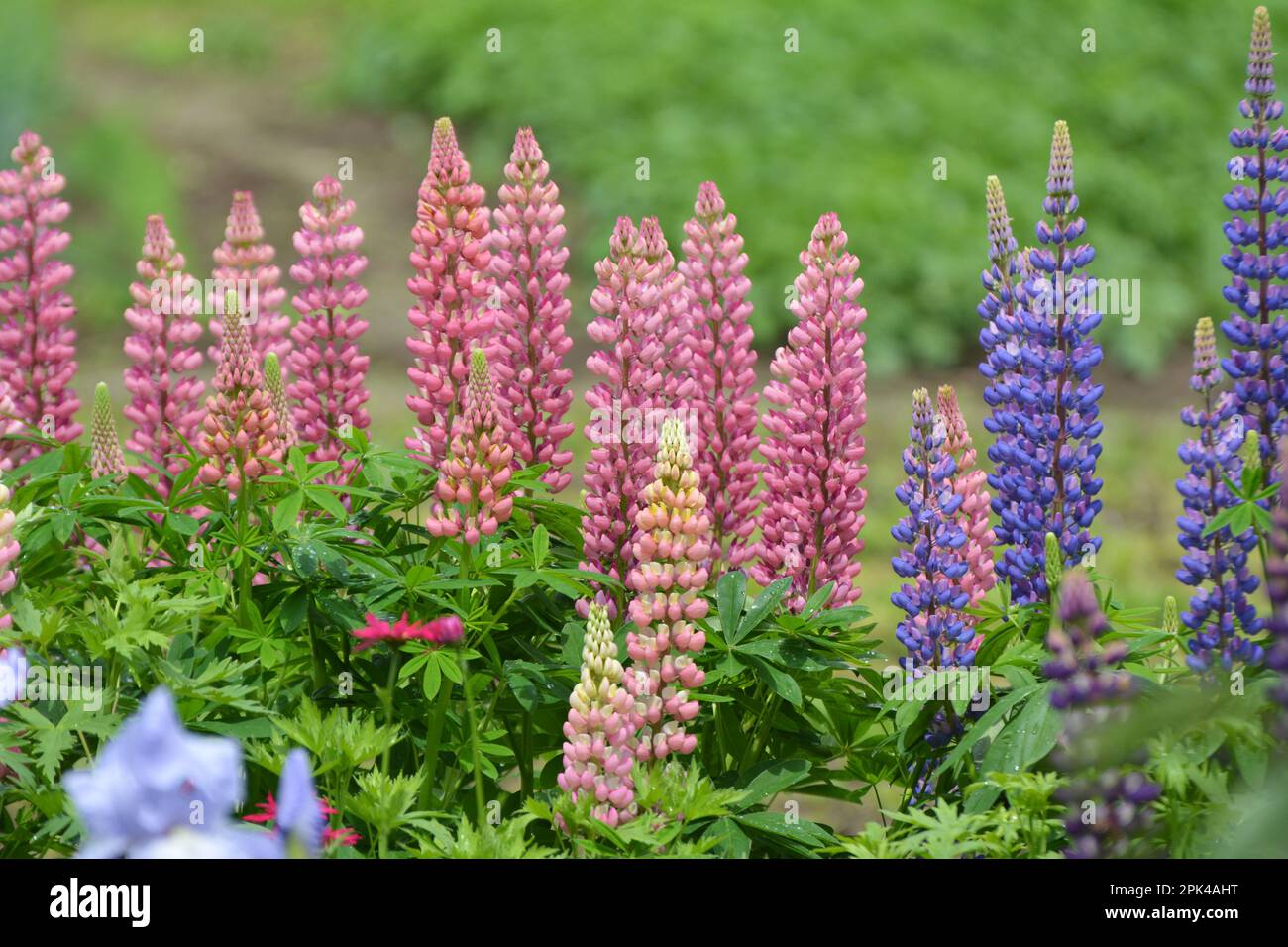 In the spring in the garden blooms lupine Stock Photo