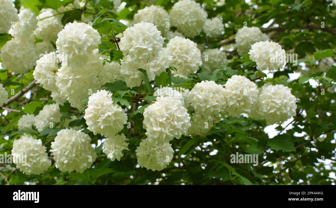The flowers of the ornamental bush viburnum opulus bloom white in