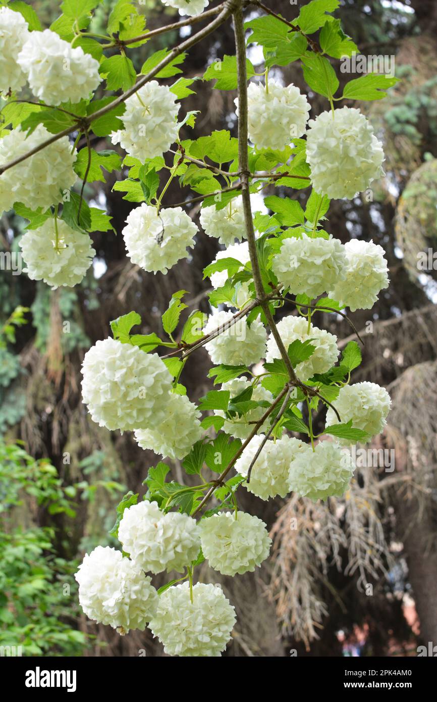 The flowers of the ornamental bush viburnum opulus bloom white in nature Stock Photo
