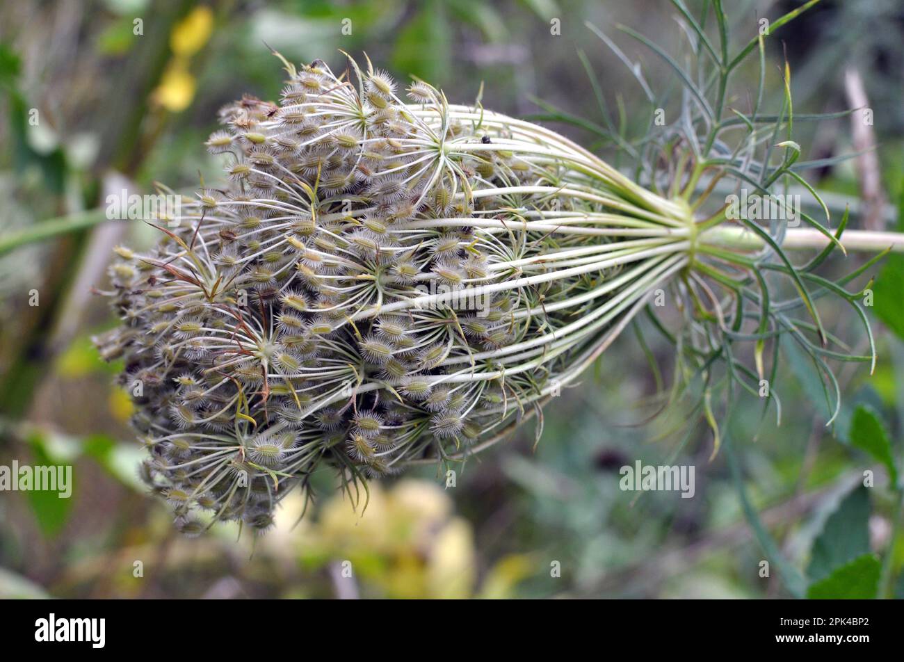 In summer, wild carrots (Daucus carota) grow in nature Stock Photo