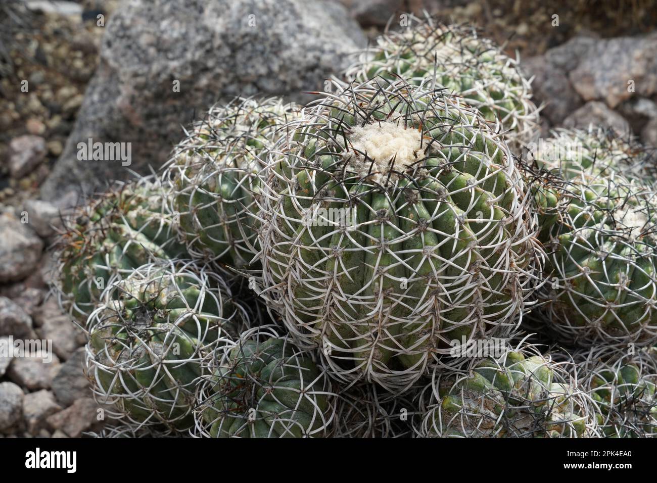 Ball cactus called in Latin Copiapoa coquimbana is a species of flowering plant in the family Cactaceae, native to Brazil. It is ribbed . Stock Photo
