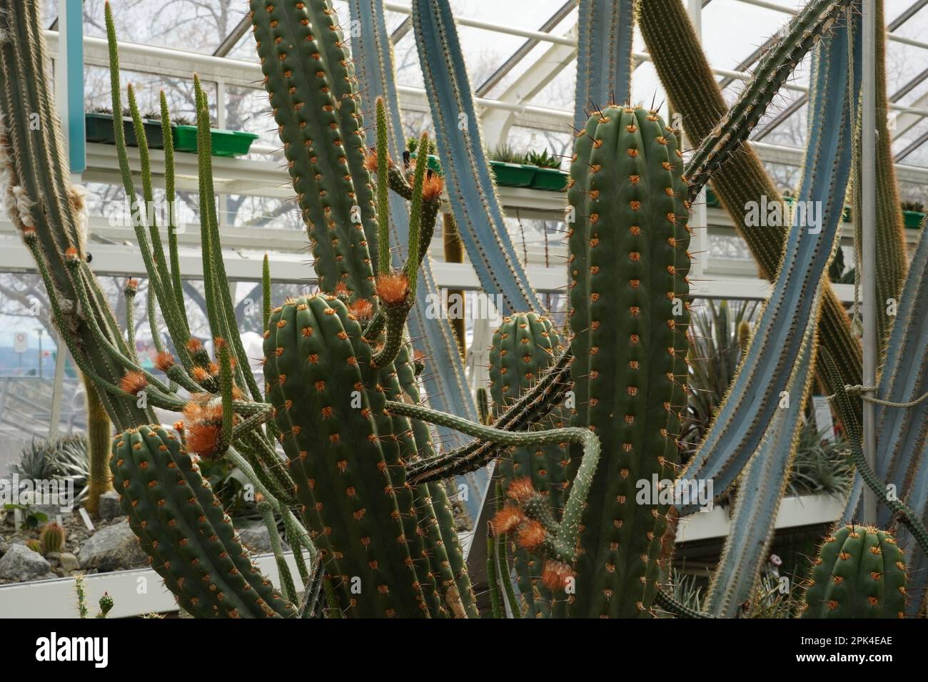 Stems of cactus in Latin called Echinopsis clavata with orange flowers