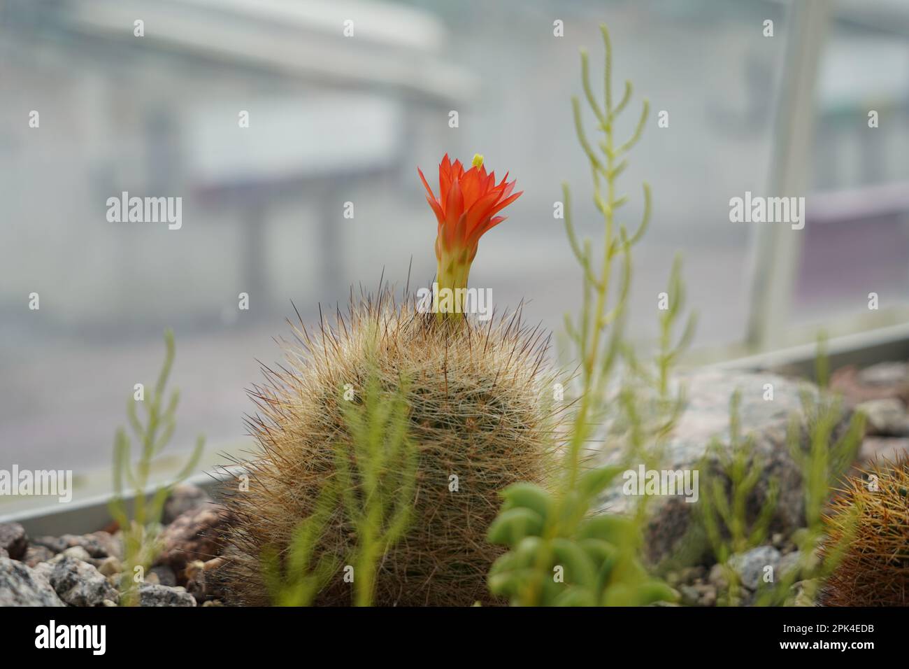 Flowering cactus in Latin called echinocereus triglochidiatus is a species of hedgehog cactus known as well as  kingcup cactus, claretcup. Stock Photo