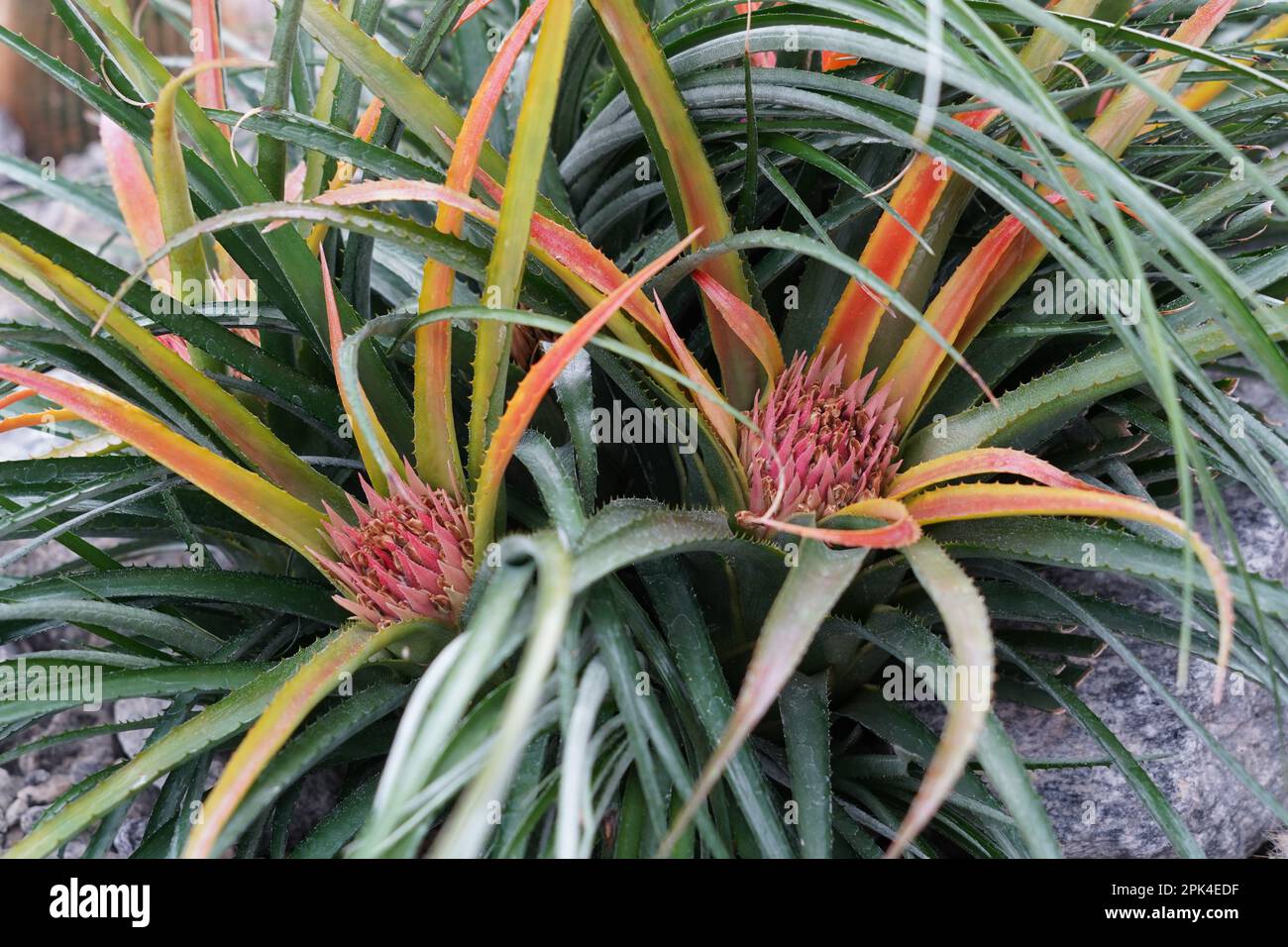 Exotic plant in Latin called Aechmea recurvata, part of family Bromeliaceae, captured in high angle view with two rosettes of leaves with flowers. Stock Photo