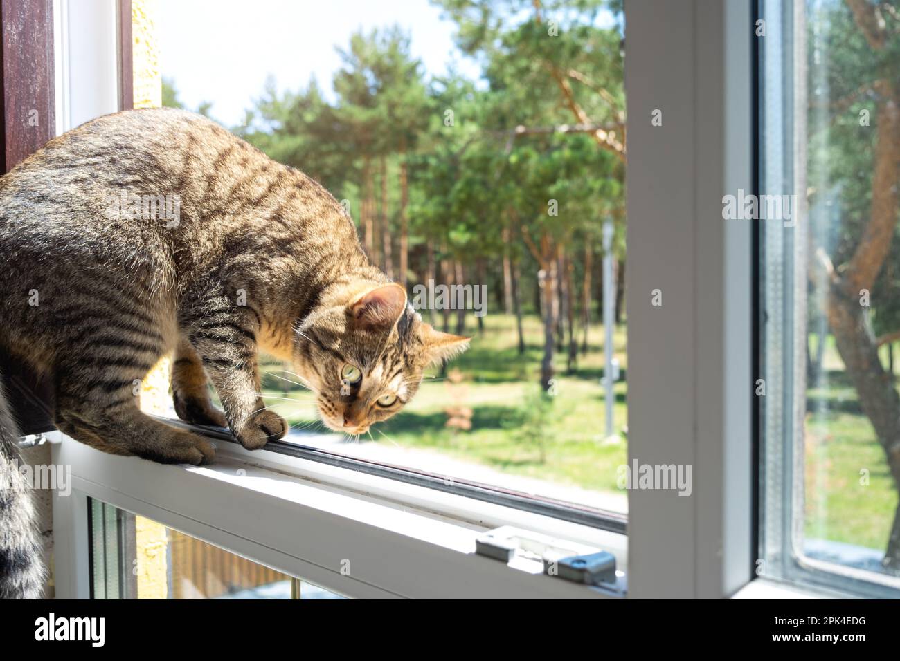 A domestic cat looks at the street from the window of the house. Walk and fresh air for the pet, protection from ticks, fleas Stock Photo