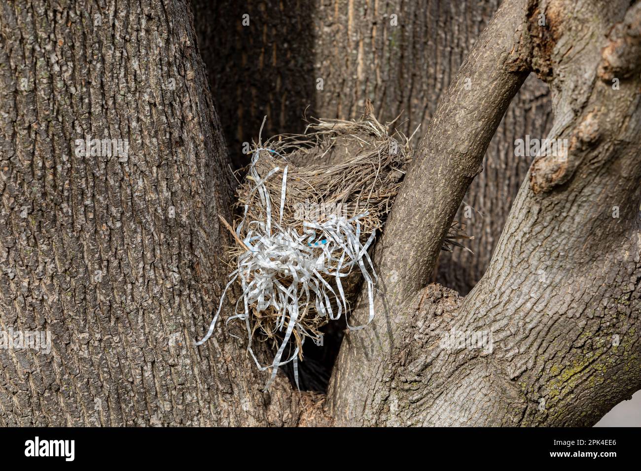 Bird nest made with plastic trash. Plastic pollution, garbage disposal