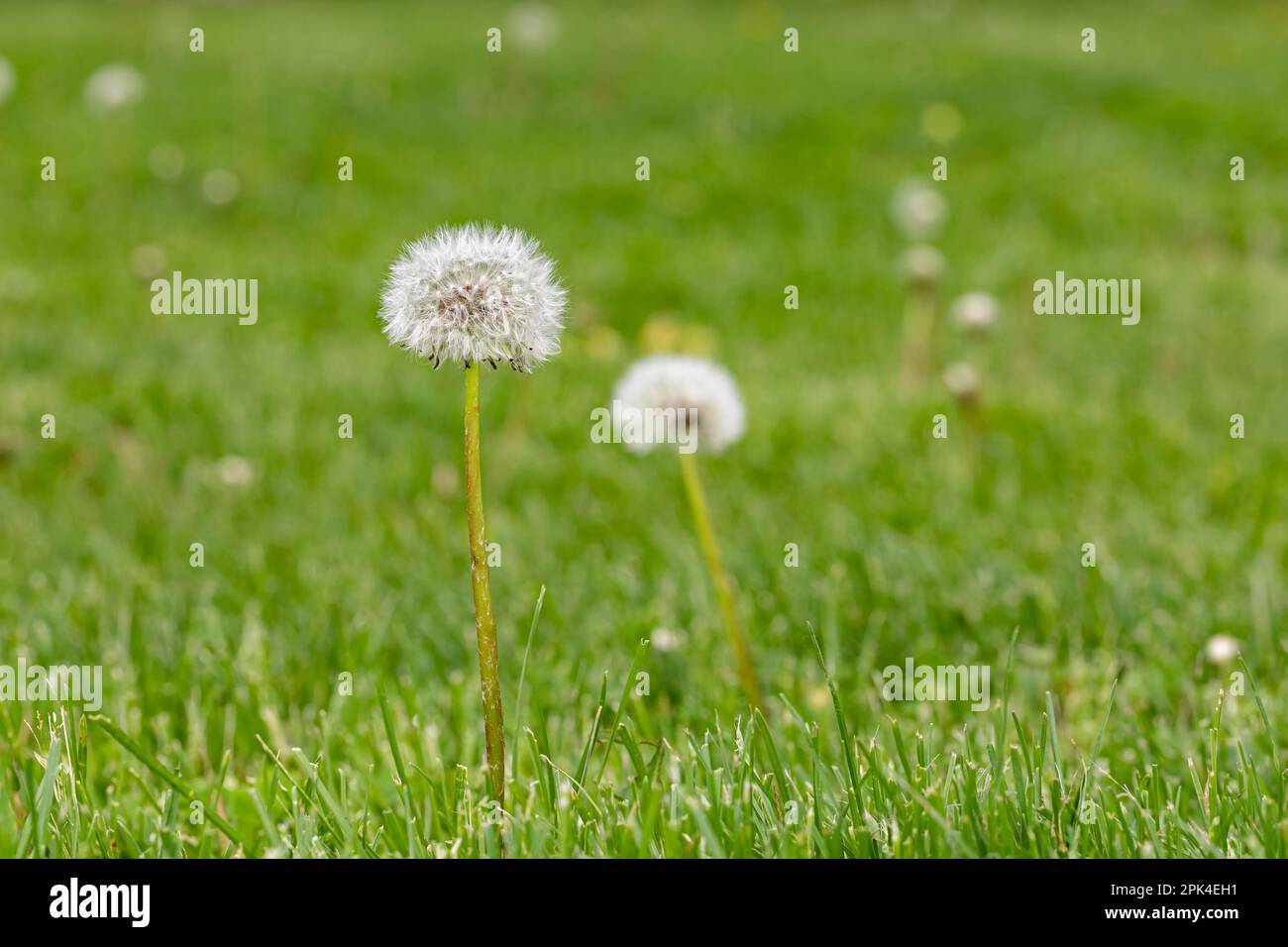 Dandelion weeds going to seed in lawn. Home lawncare, yard maintenance and weed control concept. Stock Photo