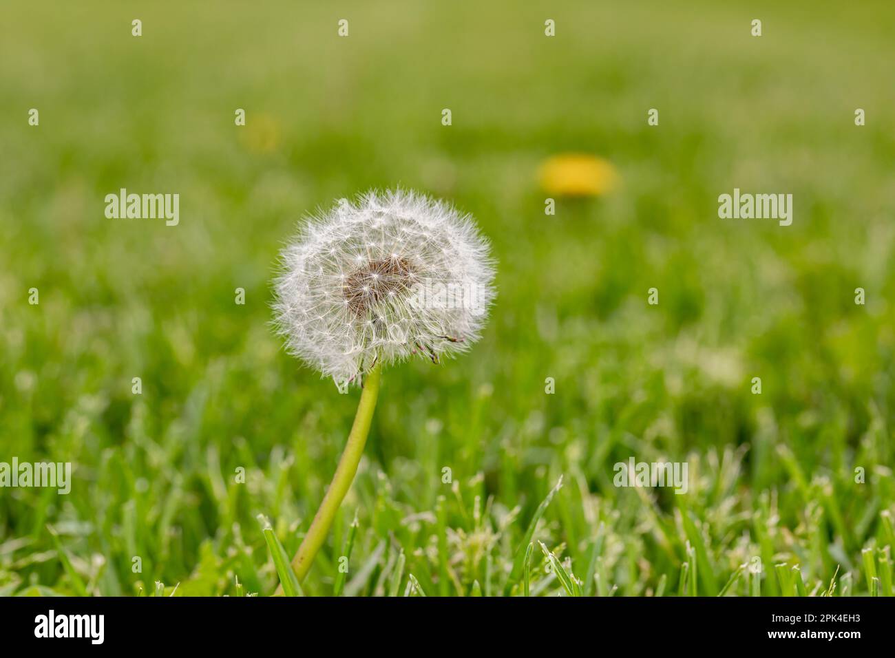 Dandelion weeds going to seed in lawn. Home lawncare, yard maintenance and weed control concept. Stock Photo