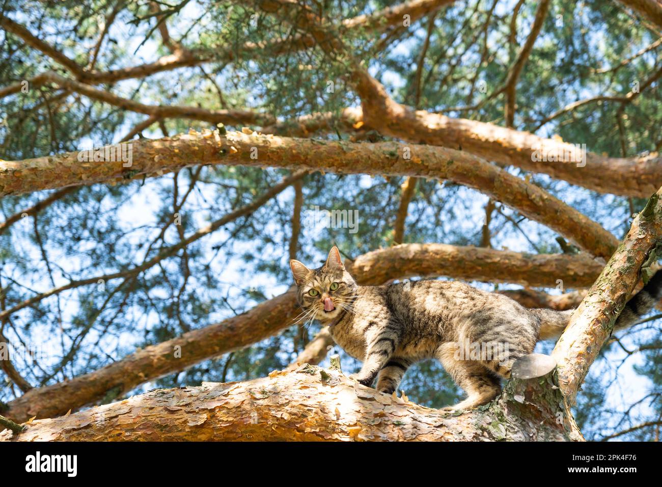 A cat climbs the branches of a tree. A pet on an outdoor walk
