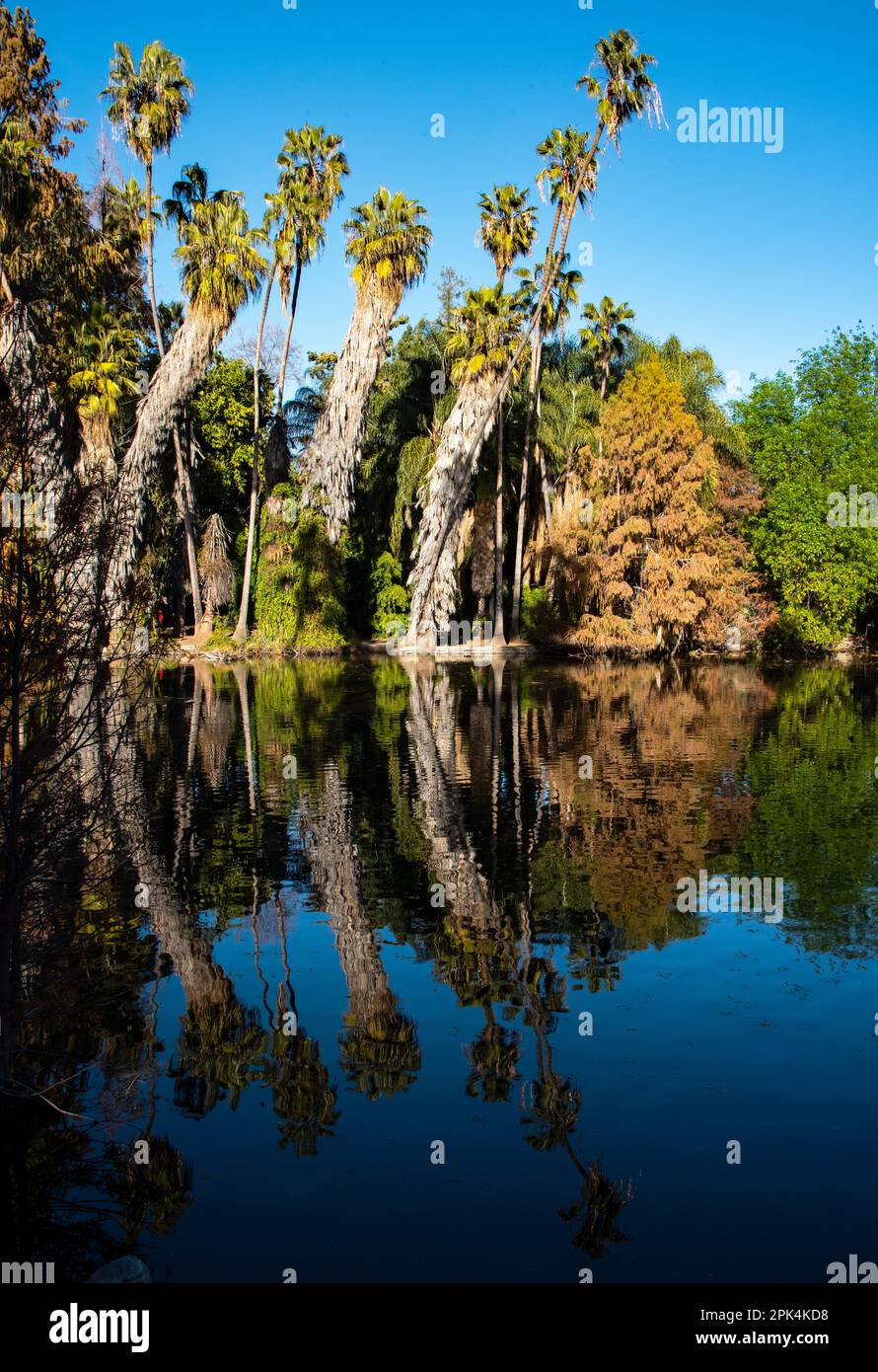 Los Angeles Arboretum, Los Angeles, CA, January 31, 2023 Stock Photo