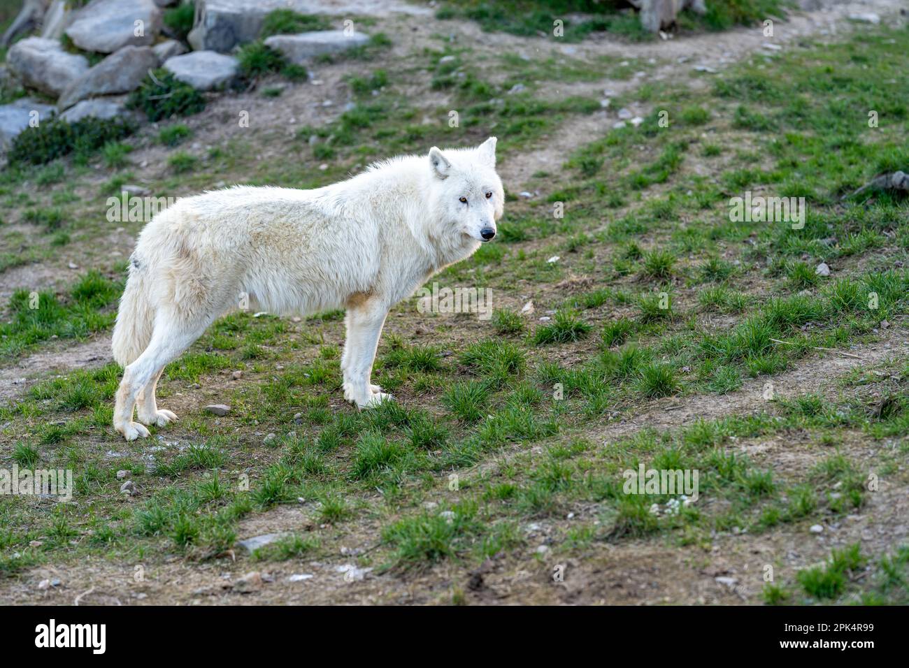 white wolf on a green meadow Stock Photo