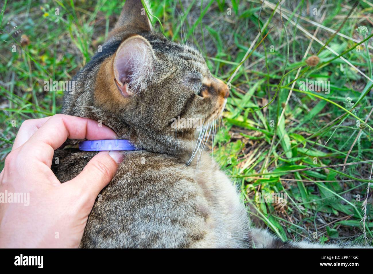 Natural top cat collar