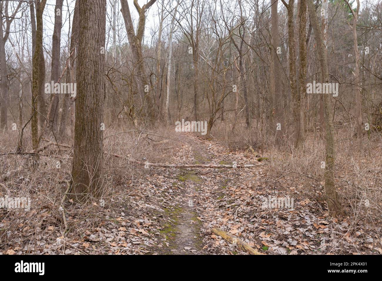 Hiking trail at Johnson Sauk Trail State Recreation Area on a cloudy