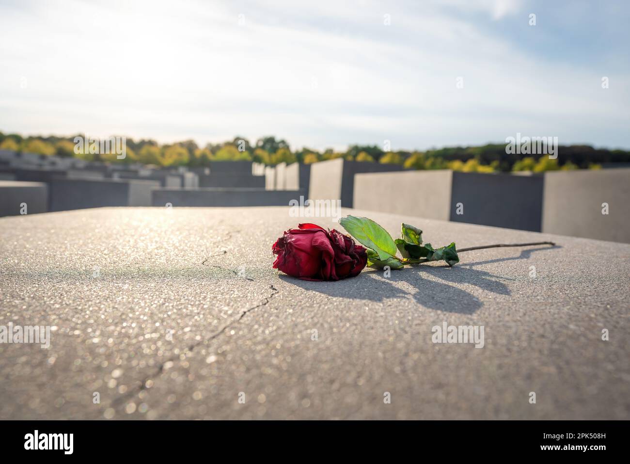 Rose at Memorial to the Murdered Jews of Europe - Berlin, Germany Stock Photo