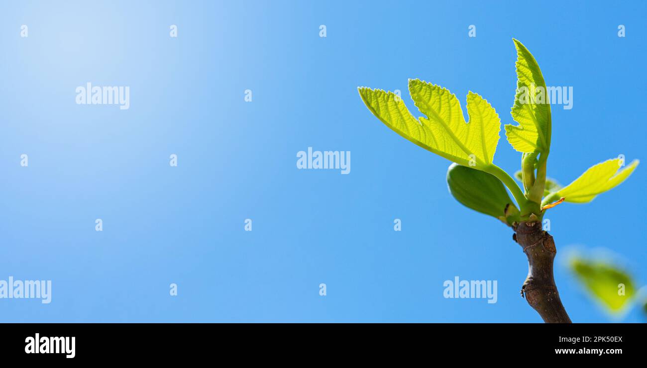 Fig tree sprouts and green figs in spring sunny weather Stock Photo Alamy