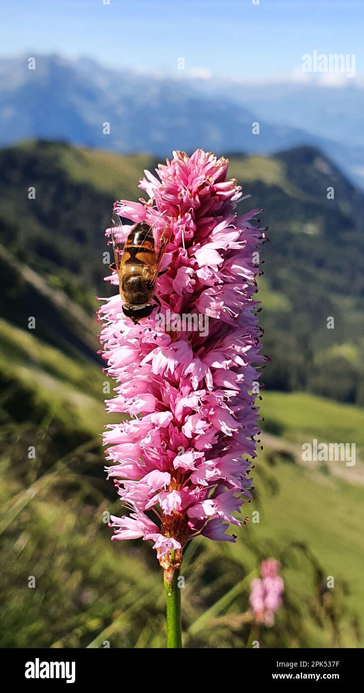 Biene, Blume, Blüte, Tier, Tiere, rmu foto Stock Photo