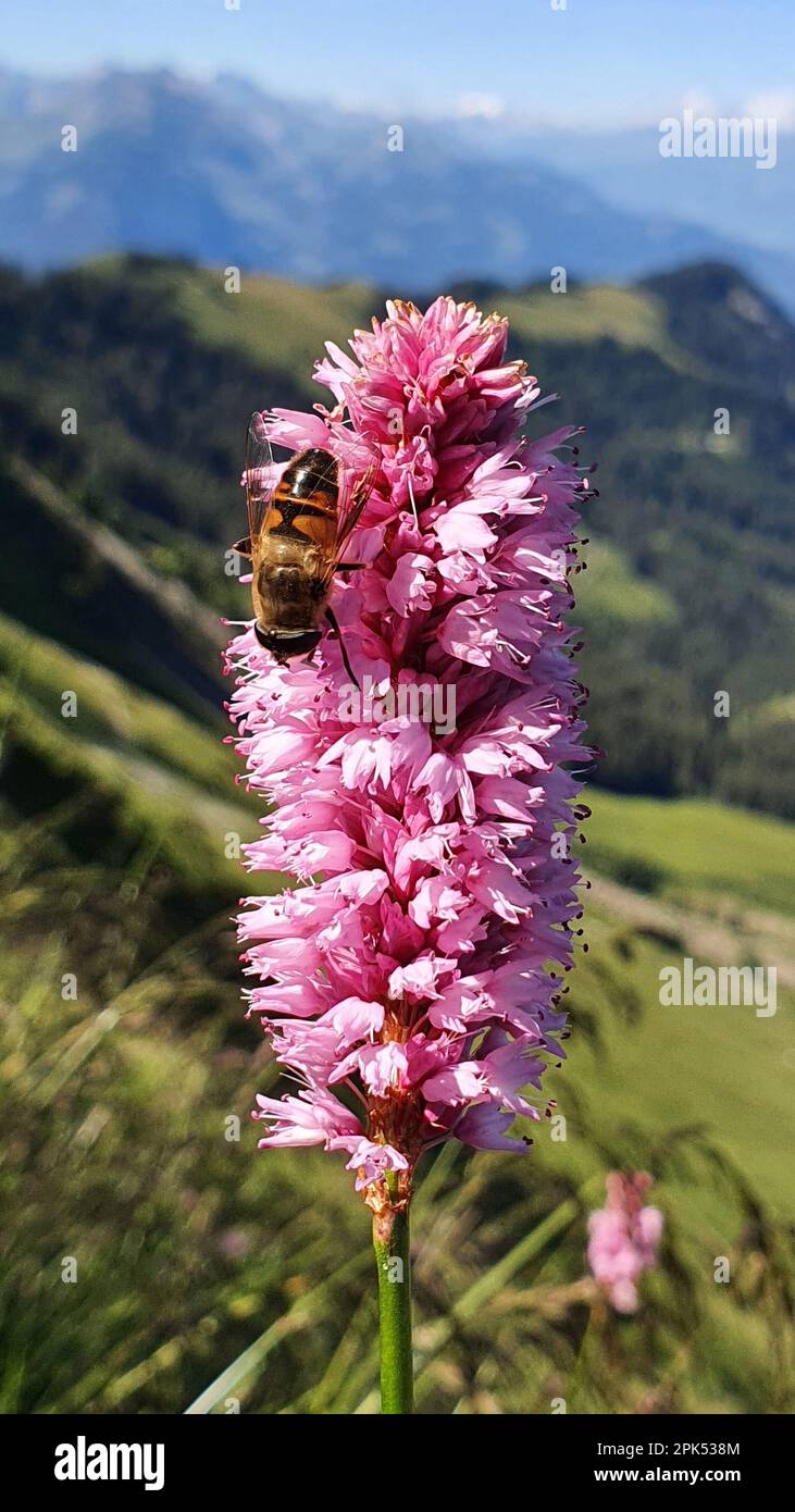 Biene, Blume, Blüte, Tier, Tiere, rmu foto Stock Photo