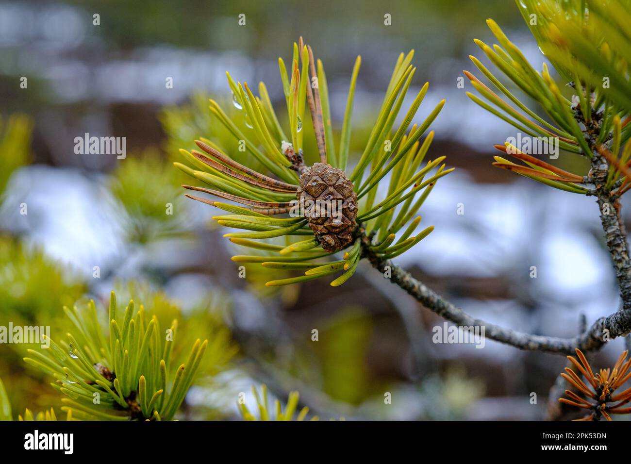 Pine branch with needles and pine cone. Swamp pines Stock Photo - Alamy