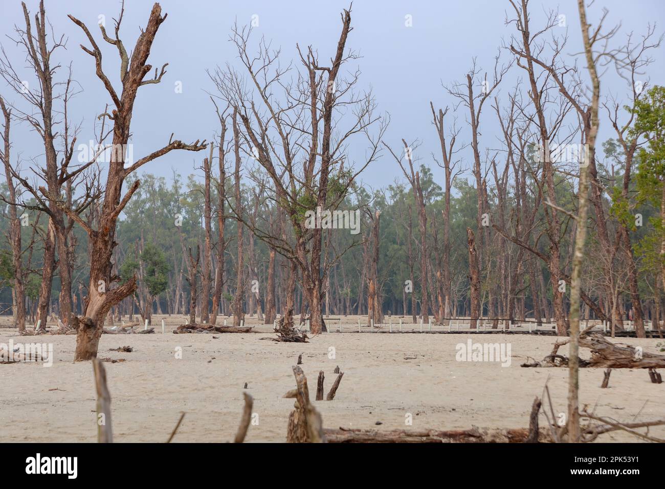 Kotka beach is one of the beautiful tourist spots among the entire Sundarbans. Stock Photo