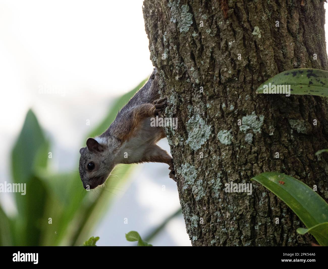 Variegated squirrel (Sciurus variegatoides rigidus), in Santo Domingo De Heredia, Costa Rica Stock Photo