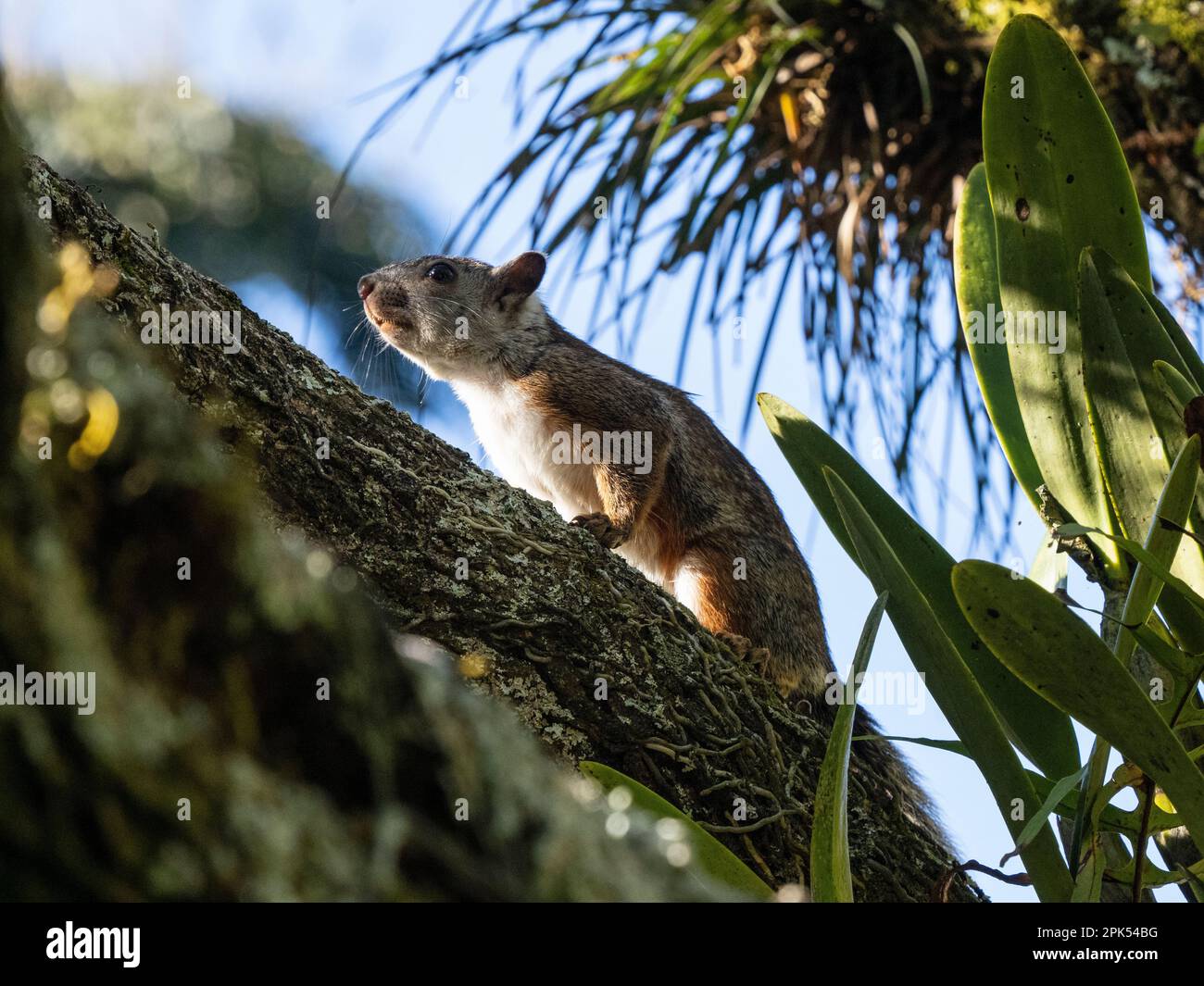Variegated squirrel (Sciurus variegatoides rigidus), in Santo Domingo De Heredia, Costa Rica Stock Photo
