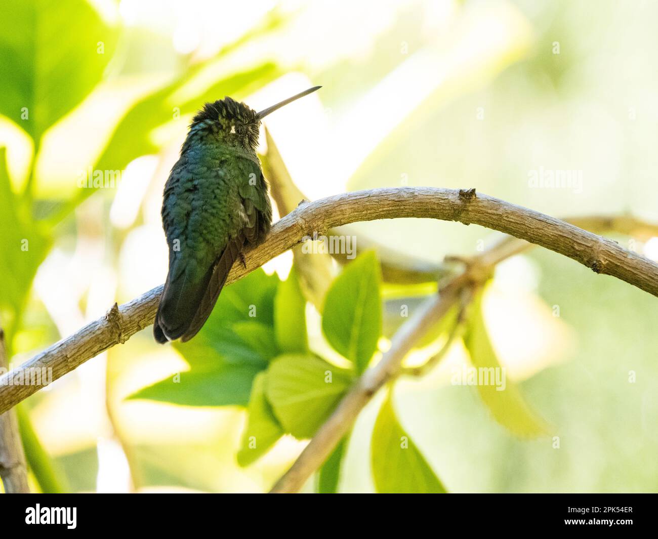 Talamanca hummingbird (Eugenes spectabilis), in cloud forest, Savegre, Costa Rica Stock Photo