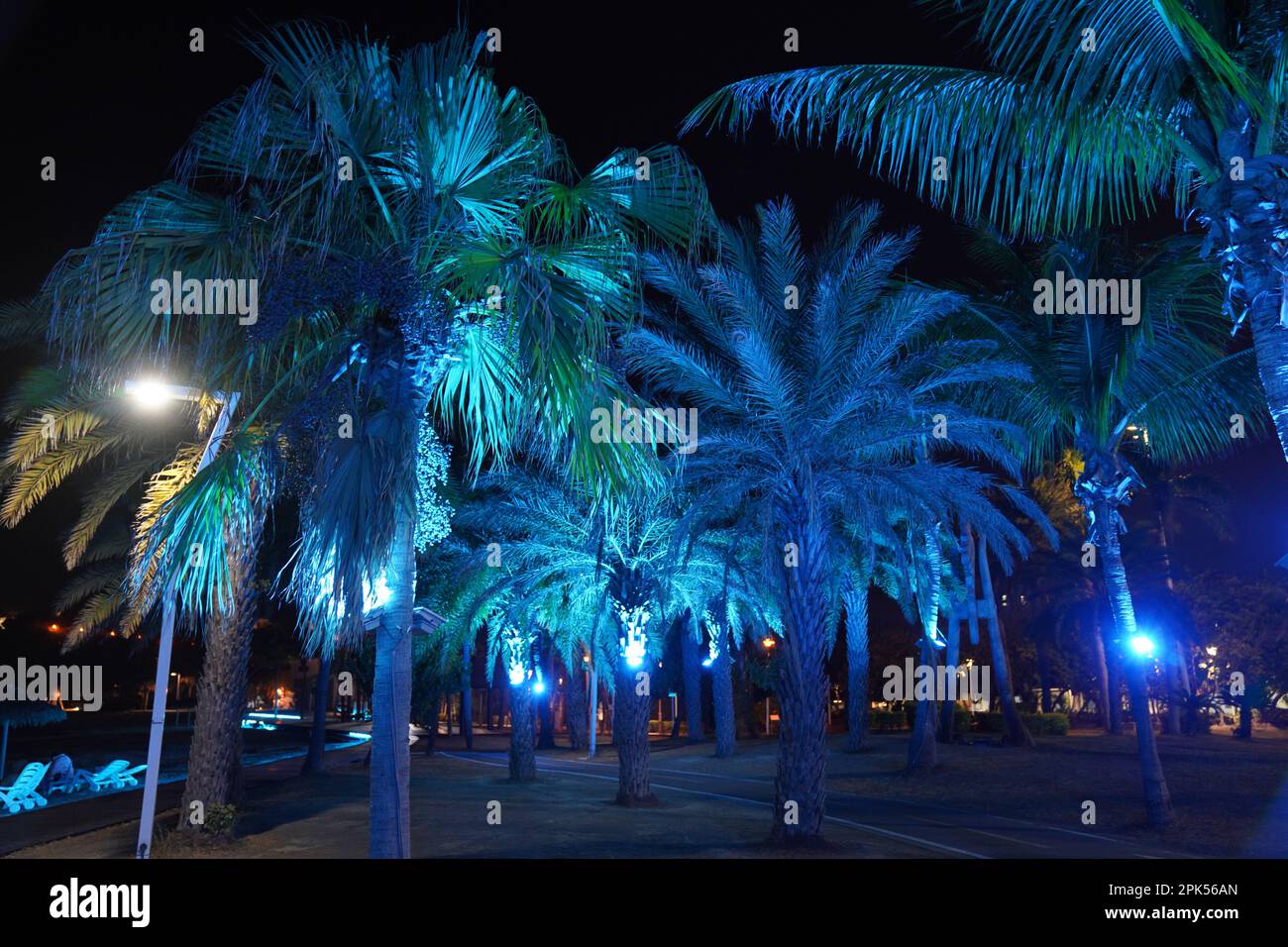 palm trees at night at cijin beach in southern taiwan Stock Photo Alamy
