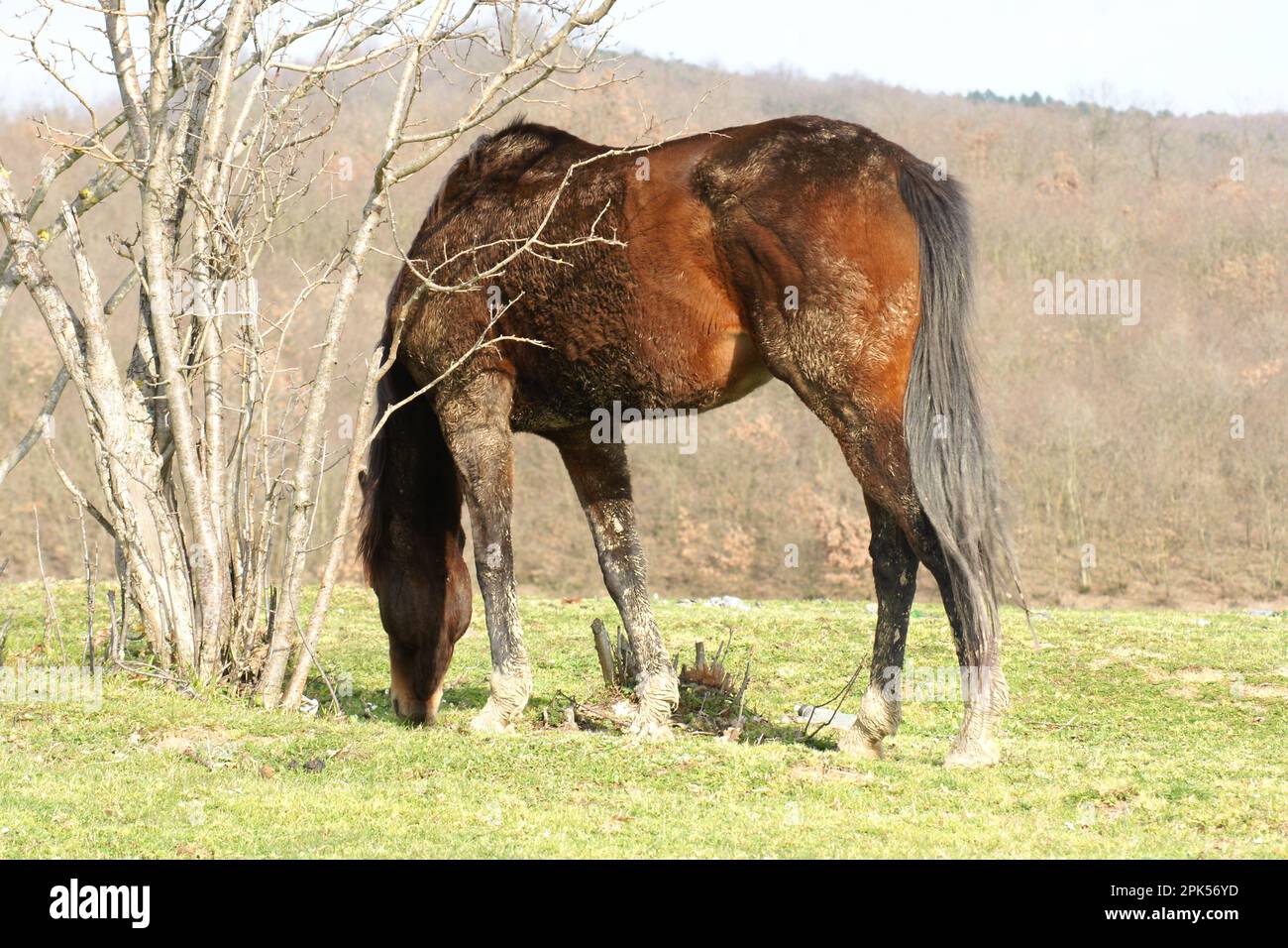 A Horse feeding in nature by a lake in Istanbul, Turkey Stock Photo