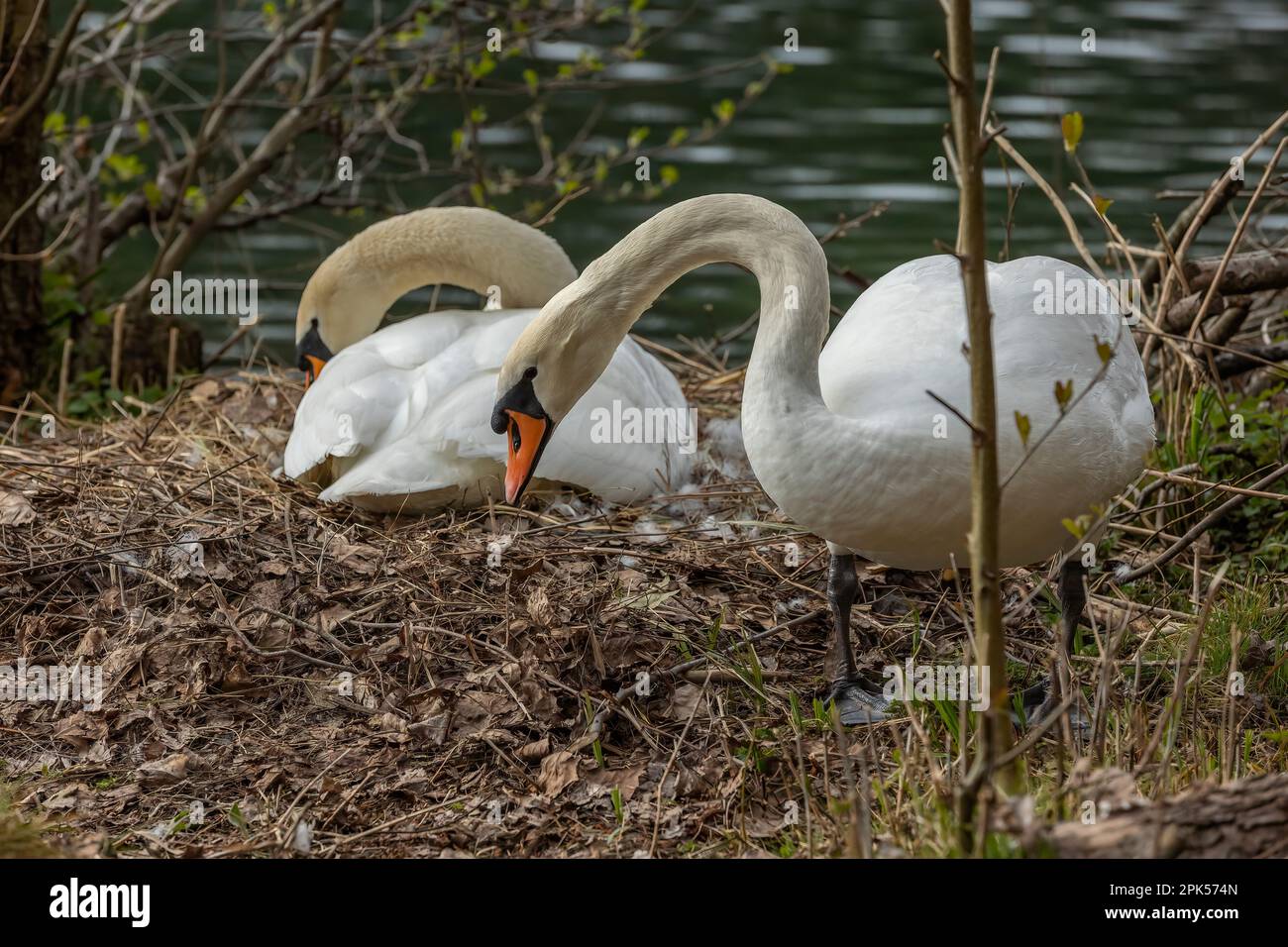 Swans are birds of the family Anatidae within the genus Cygnus Stock ...